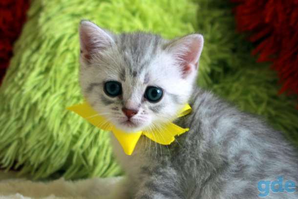 Шотландские котята, фотография 8