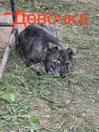 Щенок ищет семью, фотография 3