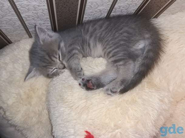 Продам котят, фотография 6
