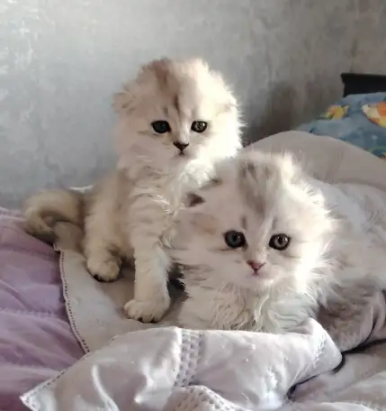 Шотландские котята., фотография 3
