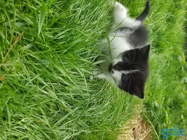 Котята (3 недели), фотография 5