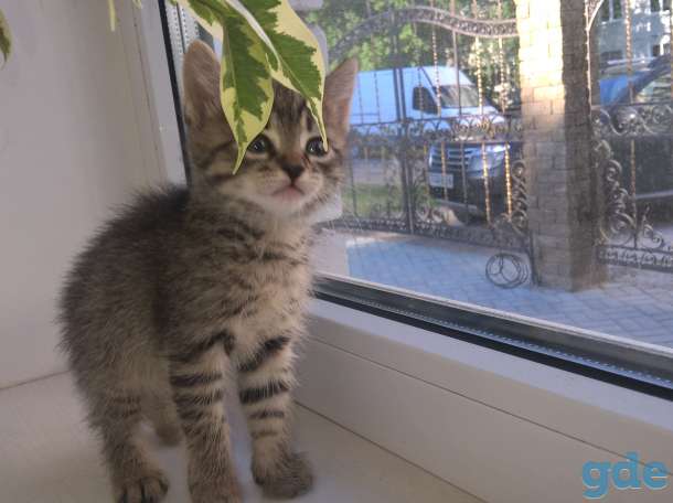 Игривые котята, фотография 2