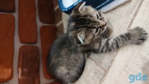 Котята в добрые руки, фотография 2
