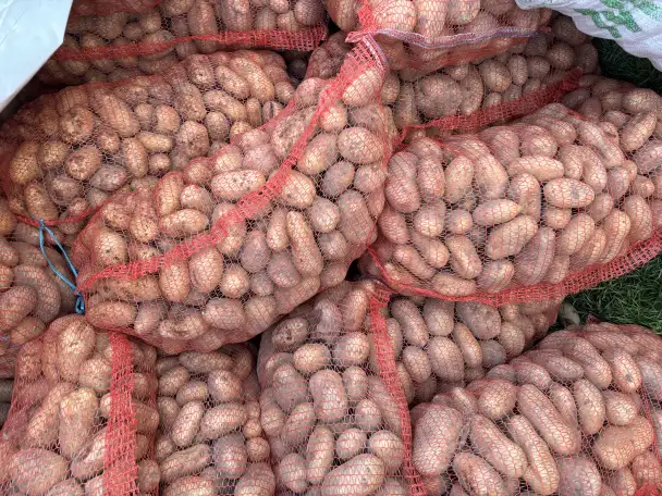 Продам картофель, фотография 2