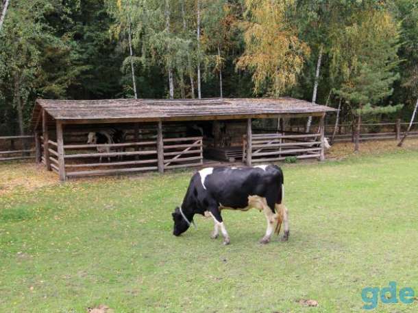 Закупаем КРС, фотография 1