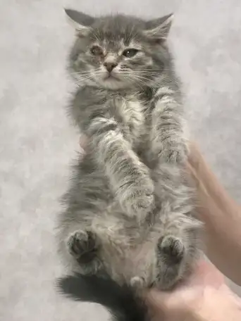 Котенок в добрые руки, фотография 1