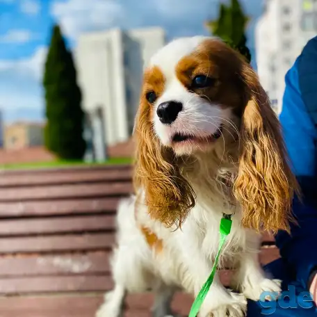 Жених Кавалер Кинг Чарльз Спаниель для вязки, фотография 2