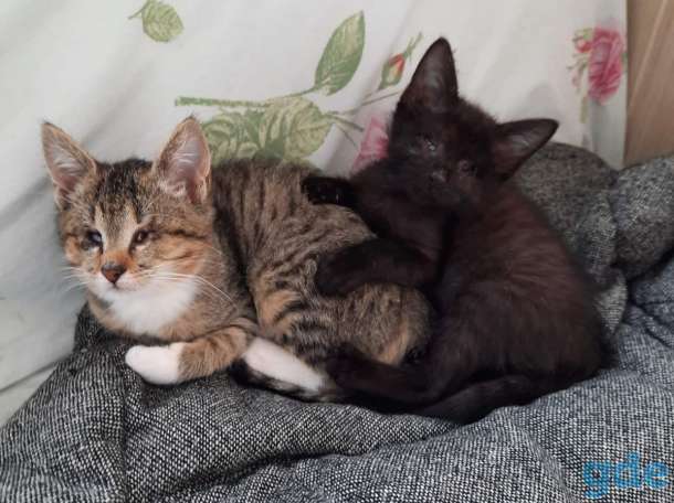 Особенные котята ищит новых дом., фотография 2