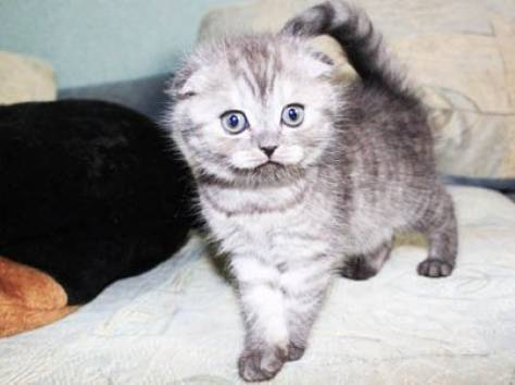 Вислоухие котята, фотография 1