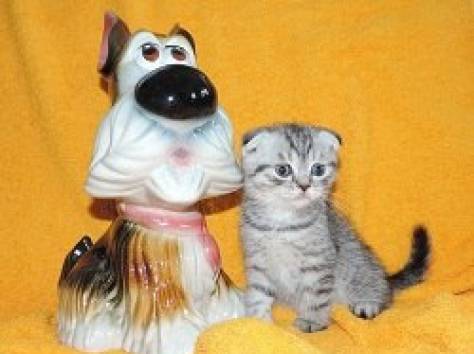 Вислоухие котята, фотография 4