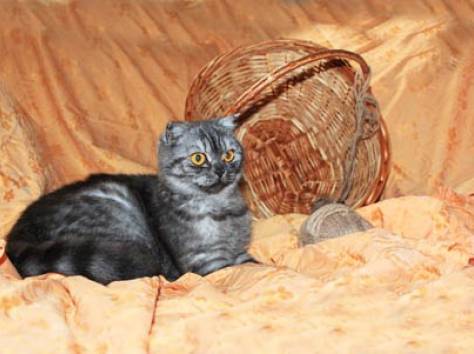 Вислоухие котята, фотография 7