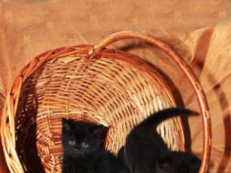 Вислоухие котята, фотография 8