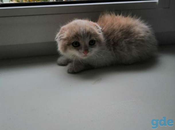 Котенок в дар, фотография 7