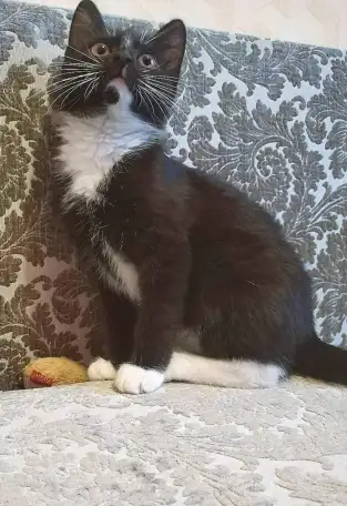 Котёнок ВАСИЛЕК ищет дом, фотография 1