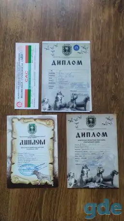 Щенки дратхаара, фотография 4