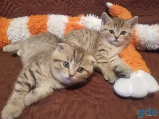 Продам шотландских котят, фотография 1