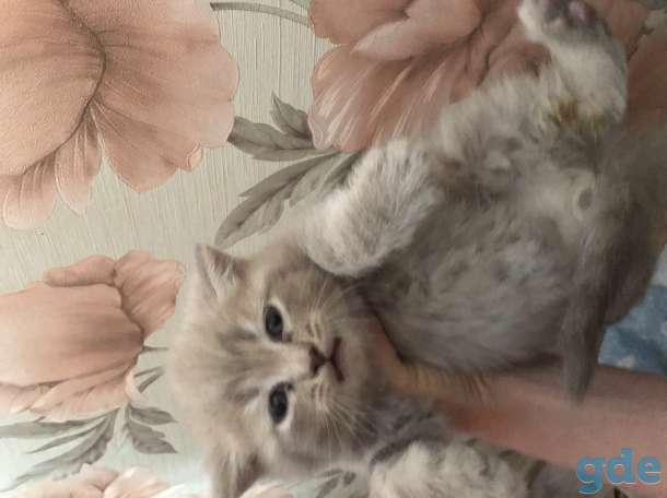 Шотландцы, фотография 1