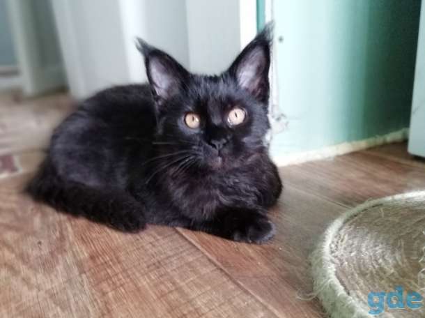 Мейн кун котята, фотография 3
