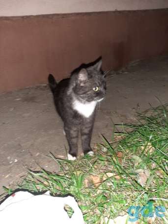 Котик ищет дом, фотография 2