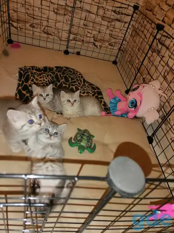 Продам шотландских котят.Скотиш фонд (серебристая шиншилла ).Побробное описание в лс., фотография 1