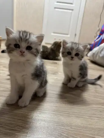 Котята Шотландские вислоухие, фотография 1