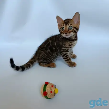 Бенгальские котята, фотография 4