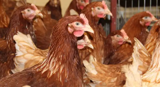 Продам кур несушек, фотография 1