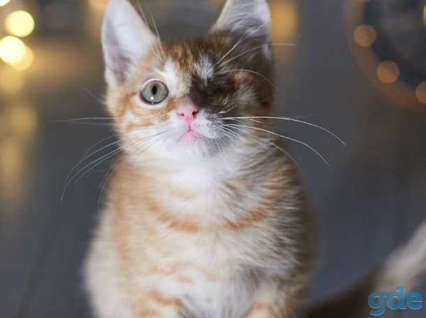 Котенок в дар в хорошие руки, фотография 5