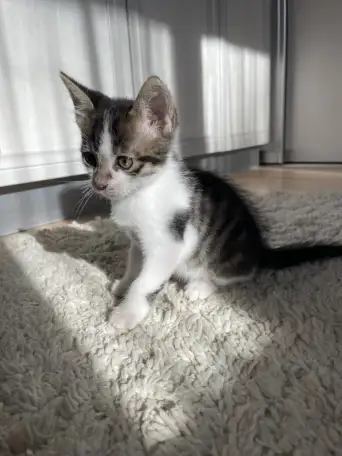 Отдам котенка в добрые руки, фотография 2