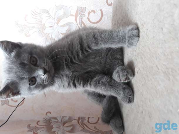 Продам котят британской породы, фотография 9