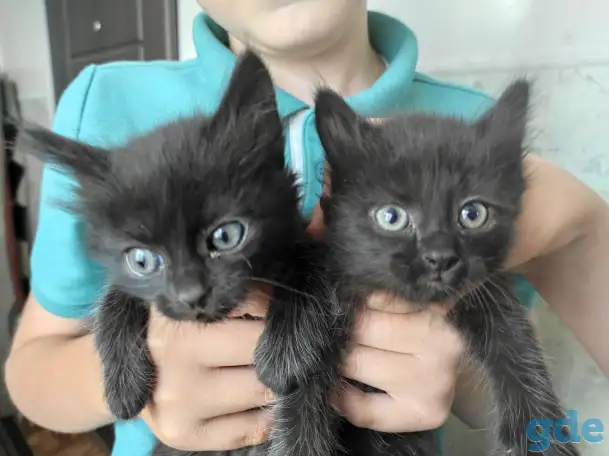 Котята в очень добрые руки, фотография 2
