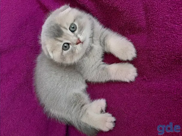 Шотландские котята от правильной вязки, фотография 3