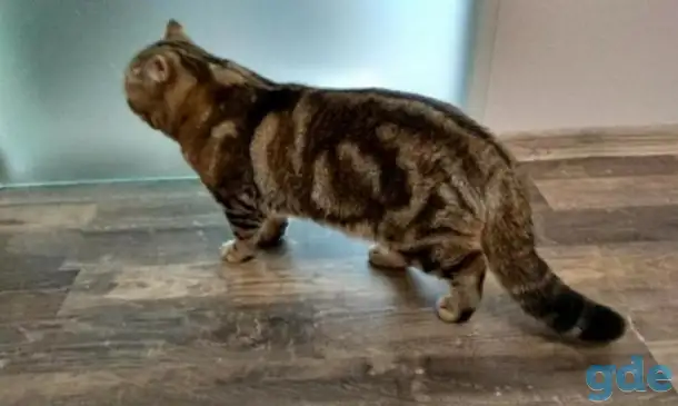 Котята британцы, фотография 10
