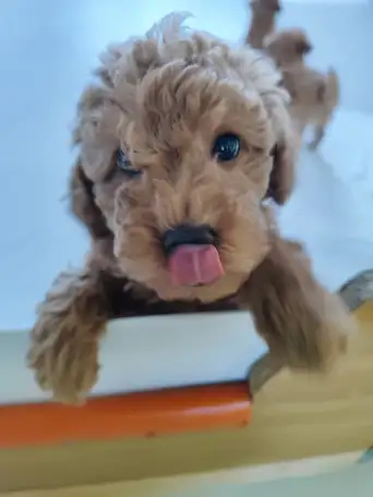 Той пуделя, фотография 4
