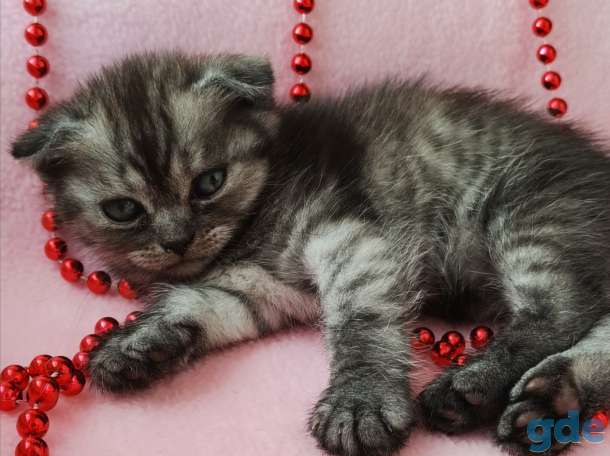 Шотландские котята, фотография 6