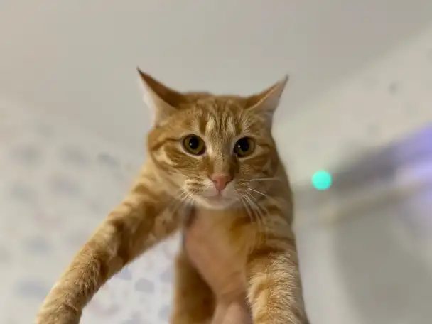 Рыжая кошечка котенок Мандаринка ищет дом и семью!, фотография 8