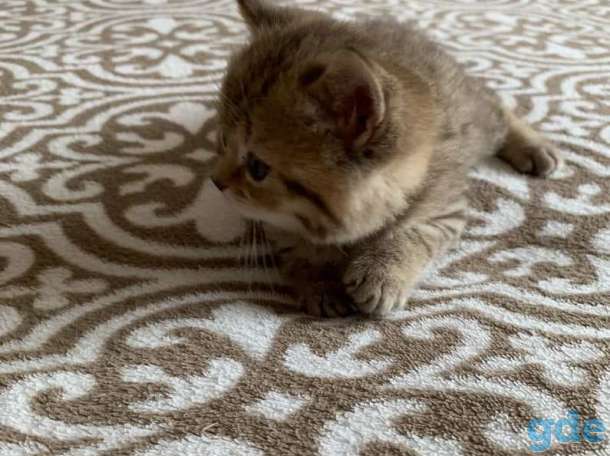 Шотландские котята, фотография 5