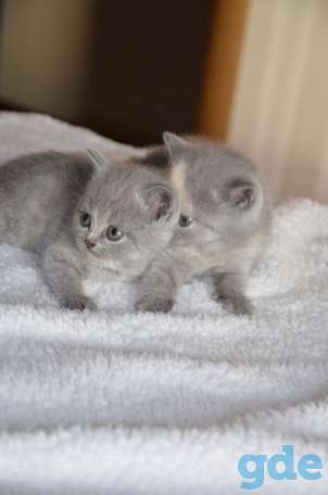 Британские котята, фотография 3