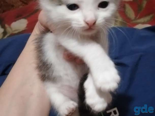 Отдам котят в добрые руки, фотография 2
