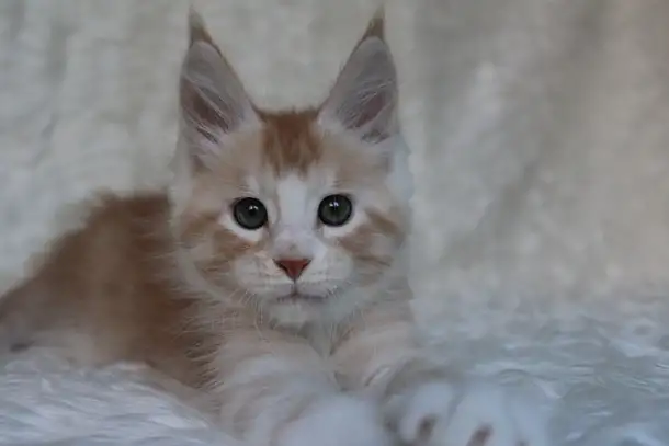 Котенок мейн-кун ищет любящих хозяев., фотография 1