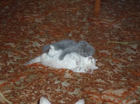 Шотландские котята, фотография 1
