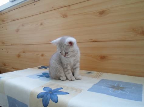Шотландские котята, фотография 2
