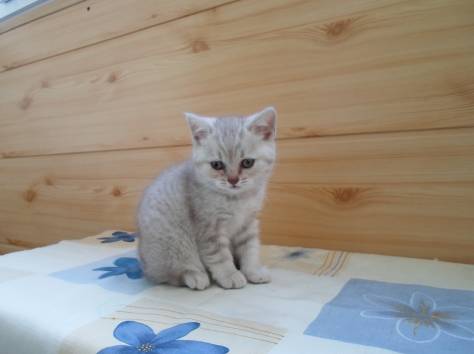 Шотландские котята, фотография 3