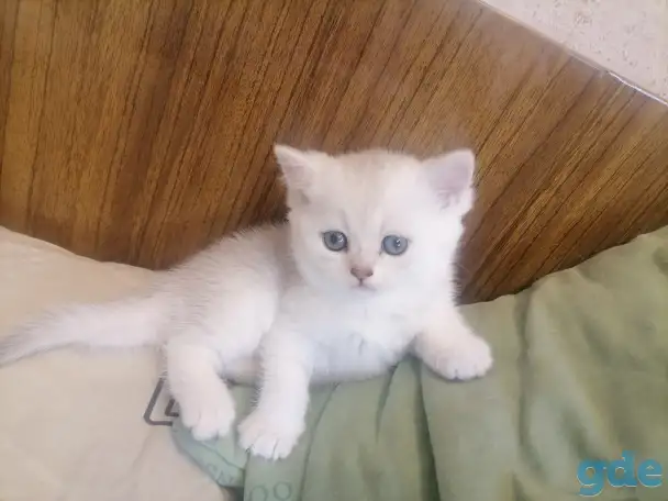 Продам британских котят, фотография 6