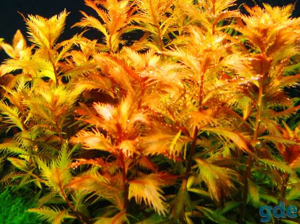 Аквариумные растения Прозерпинака палюстрис (Proserpinaca palustris), фотография 2