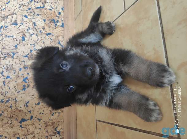 Продам щенка немецкой овчарки, фотография 1