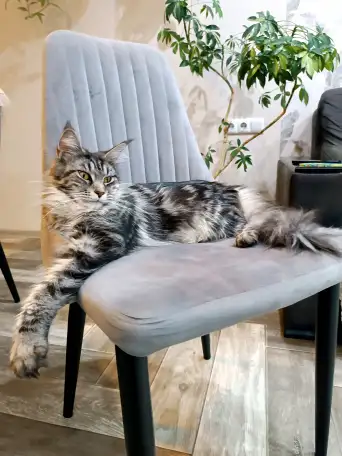 Котята Мейн-кун девочки, фотография 12