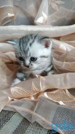 Шотландские котята, фотография 4