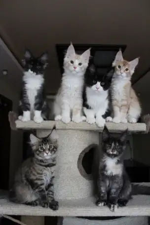 Мейн-кун котята!, фотография 1