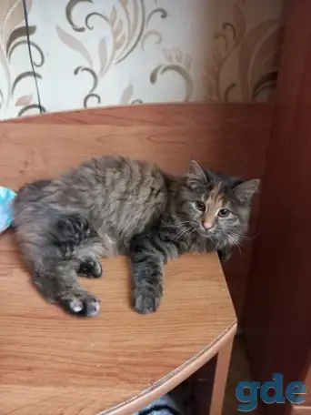 Отдам в добрые руки, фотография 2